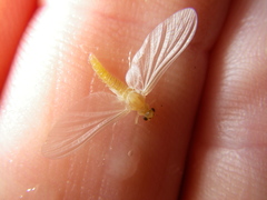 Ephemerella