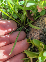 Nothocalais alpestris