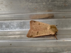 Dichagyris variabilis