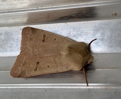 Dichagyris variabilis