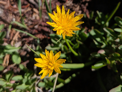 Nothocalais alpestris