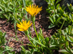 Nothocalais alpestris