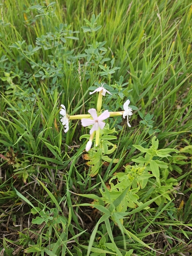 common soapwort