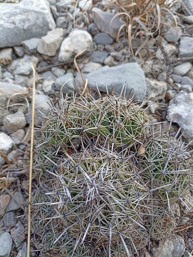Coryphantha hintoniorum