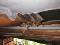 Trimorphodon quadruplex