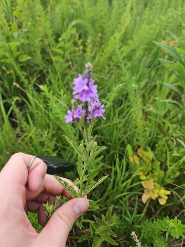 hoary vervain