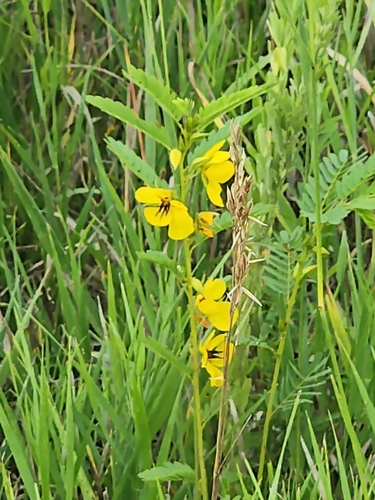 partridge pea