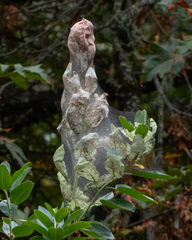 Malacosoma californica