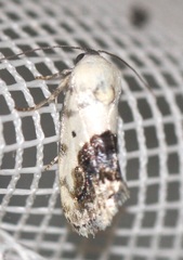 Ponometia erastrioides