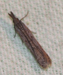 Dichomeris ligulella