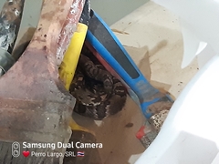 Trimorphodon quadruplex