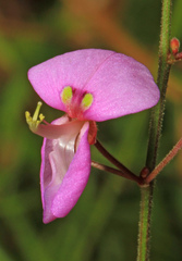 Desmodium rotundifolium