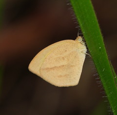 Eurema laeta