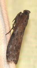 Sciota virgatella