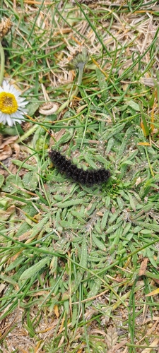 Melitaea cinxia