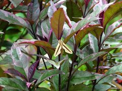 Theretra silhetensis