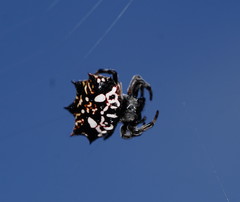 Gasteracantha sacerdotalis