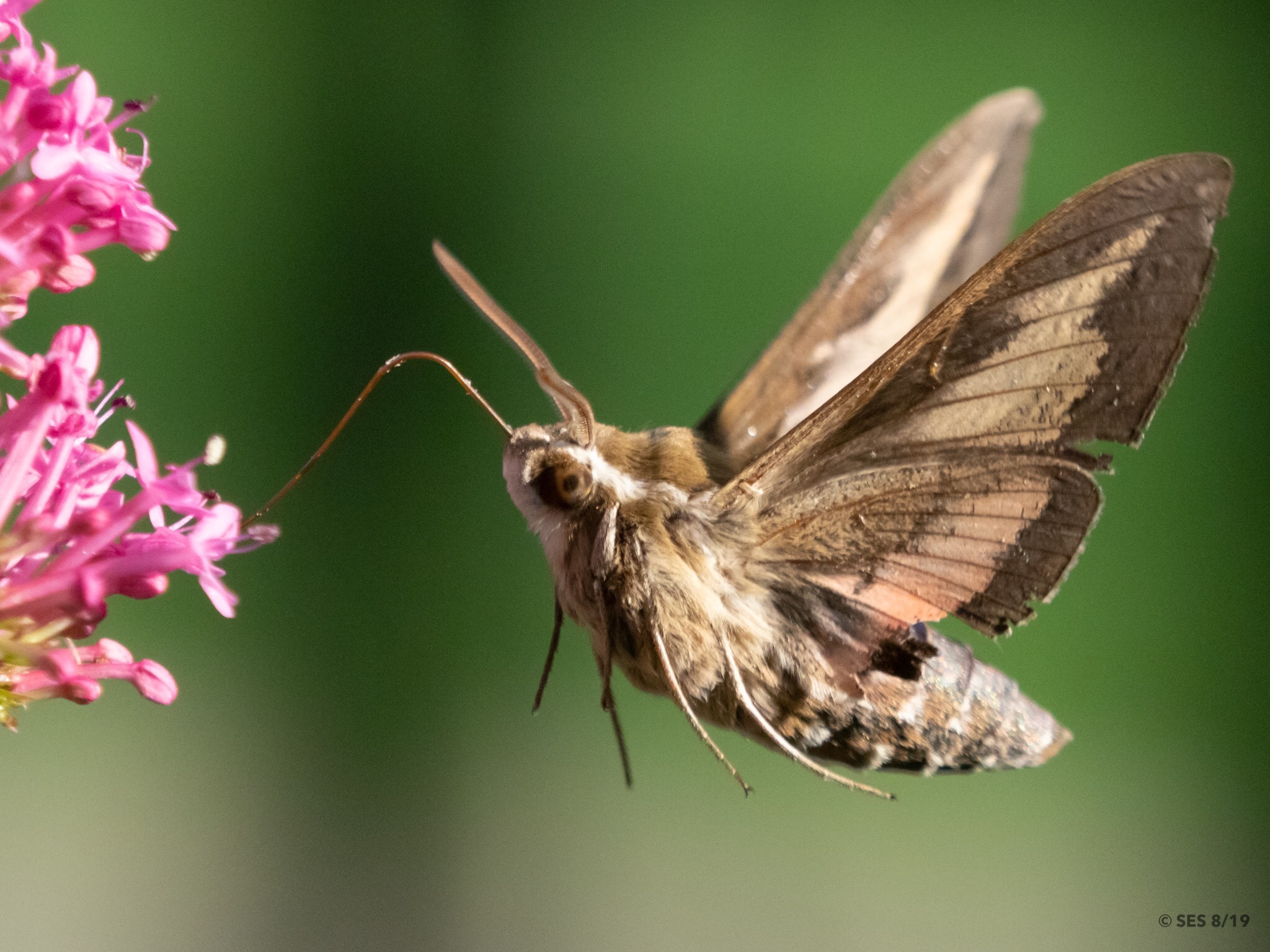 標本 Hyles tatsienluica from Nepal 標本 Hyles tatsienluica from Nepal Two of the Hyles moths used to