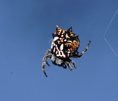 Gasteracantha sacerdotalis