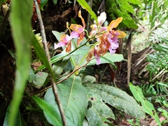 Oncidium wyattianum, photograph (c) Jonathan Juan Chancasana Villacorta, some rights reserved (CC BY)