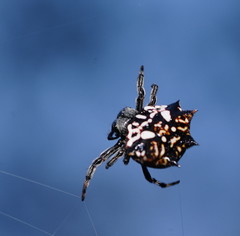 Gasteracantha sacerdotalis