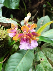 Oncidium wyattianum, photograph (c) Jonathan Juan Chancasana Villacorta, some rights reserved (CC BY)