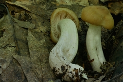 Entoloma bicolor