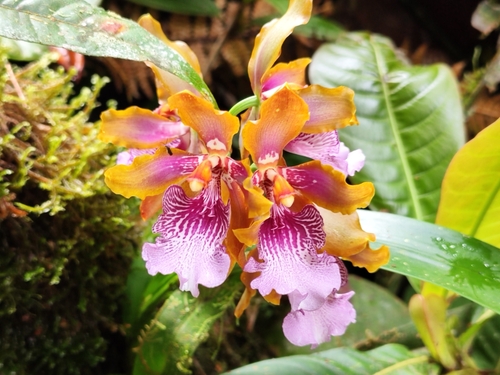 Oncidium wyattianum, photograph 5