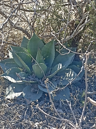 Image of Category:agave Ovatifolia (Agave ovatifolia) by (c) Francisco Martínez González, some rights reserved (CC BY-SA)