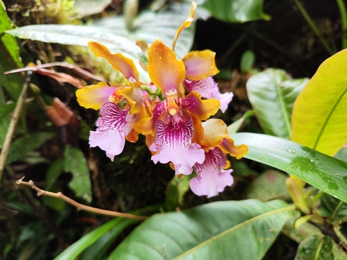 Oncidium wyattianum, photograph 6