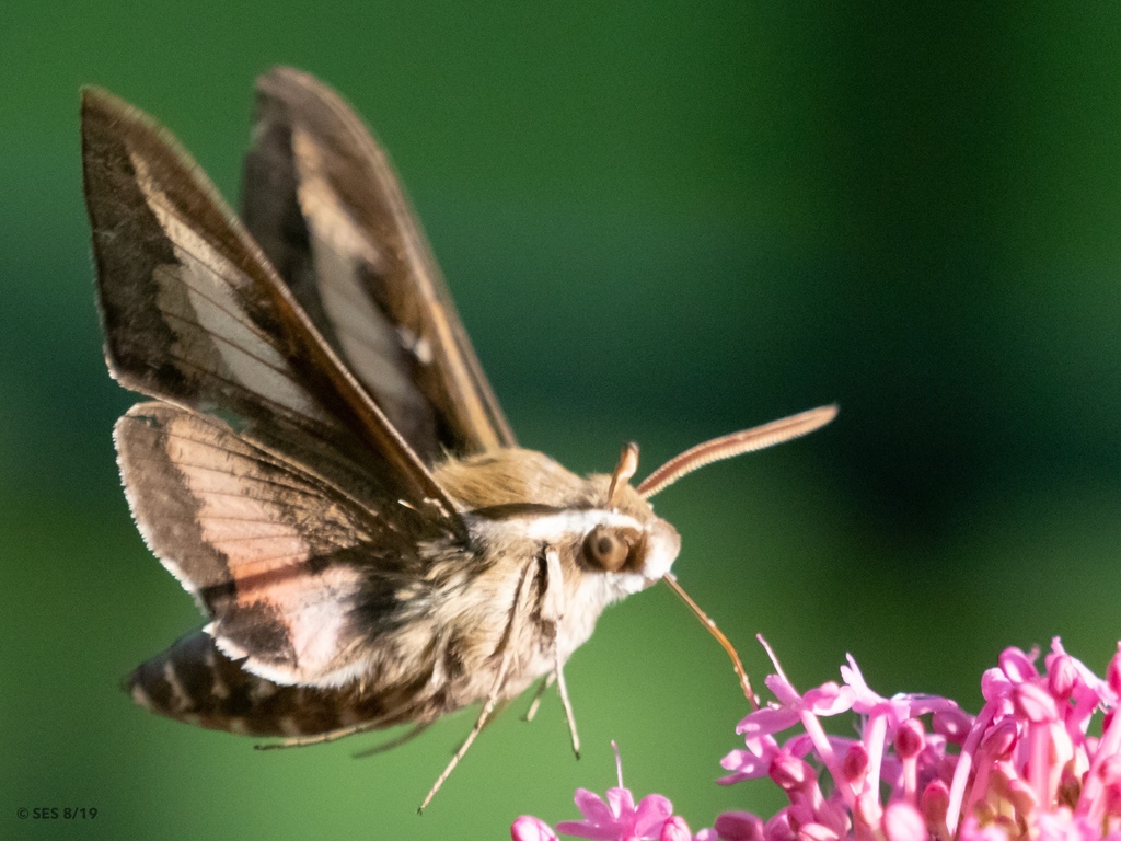 Bedstraw Hawkmoth (Casa Tortuga) · iNaturalist Canada