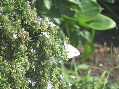 Pieris rapae
