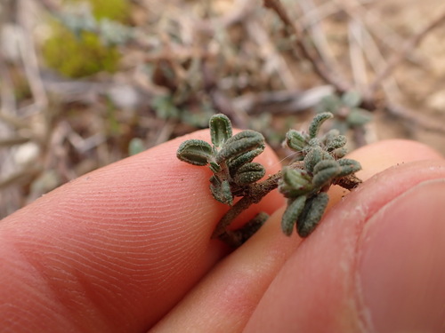 Image of Helianthemum hirtum by (c) Franck Cabot, some rights reserved (CC BY)