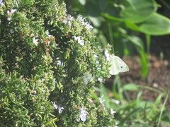 Pieris rapae