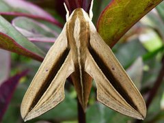 Theretra silhetensis