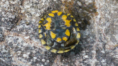 Kinosternon alamosae