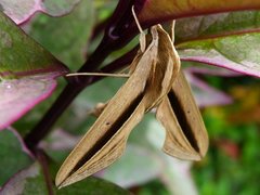 Theretra silhetensis