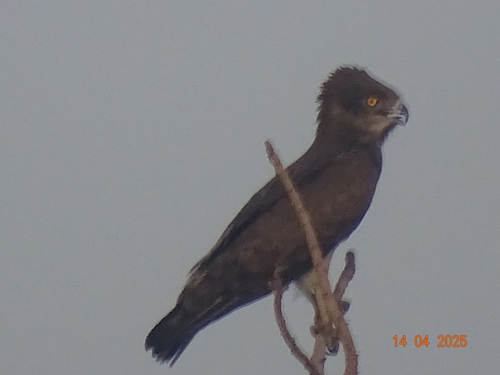 Beaudouin's Snake-Eagle