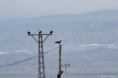 Long-legged Buzzard