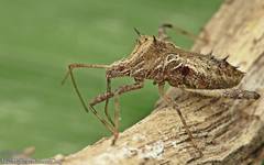 Clavigralloides acantharis