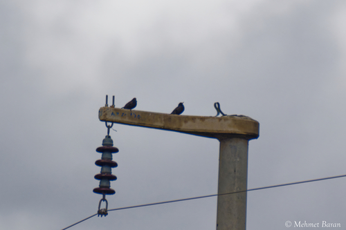European Starling