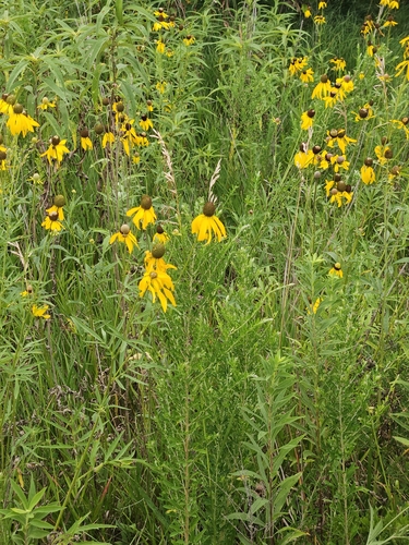 grey-headed coneflower