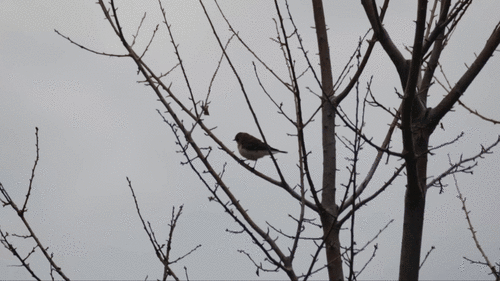 Eastern Black-eared Wheatear