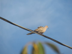 Streptopelia decaocto