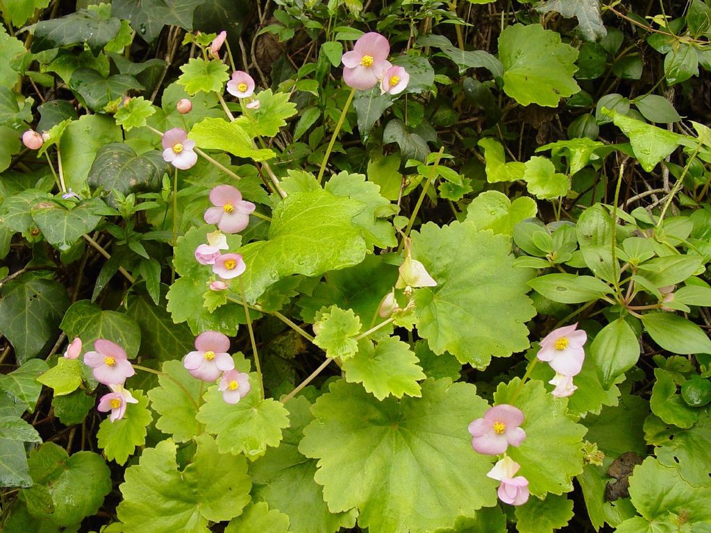 Begonia uniflora · iNaturalist NZ