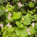 Begonia uniflora - Photo (c) CARLOS VELAZCO, μερικά δικαιώματα διατηρούνται (CC BY-NC), uploaded by CARLOS VELAZCO