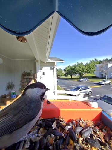 Carolina Chickadee photographed in South Carolina