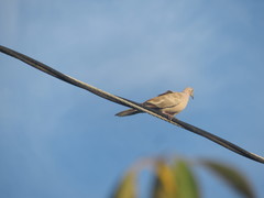 Streptopelia decaocto