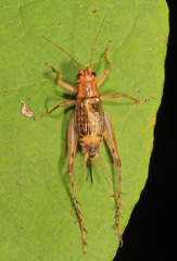 Anaxipha exigua