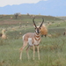Sonoran Pronghorn - Photo (c) Veronica, some rights reserved (CC BY-NC), uploaded by Veronica